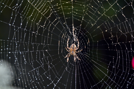 Hunting spider in its web