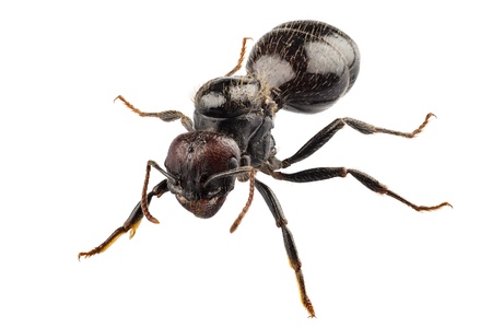 Ant species
