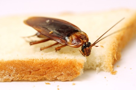 Close up of cockroach on a slice of bread
