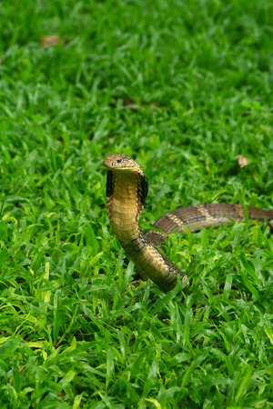 Buy Snake Control Products Online