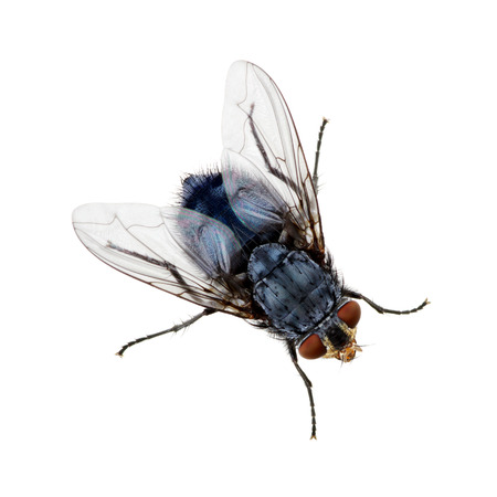 Macro shot of fly on a white background