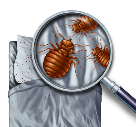 bed Bugs Bite and Solutions