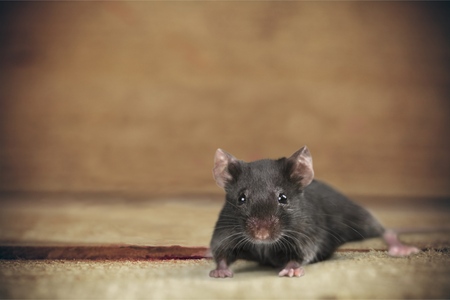Rodent Control Products in Singapore