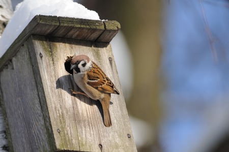 Birds Control Products by BugsStop