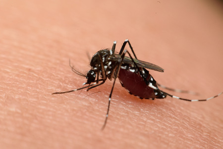 Mosquito Bite and Solutions